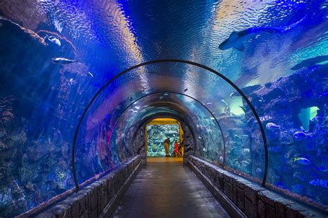 atlantic city casino aquarium